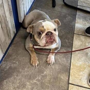 English Bulldog and Mixed Breed Dogs Available for Adoption - FOSTER OR FOSTER-TO-ADOPT NEEDED Tilly | PetCurious