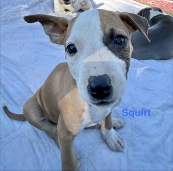 Squirt -  Labrador Retriever Dog for Adoption in Manchester, Connecticut - Squirt | PetCurious