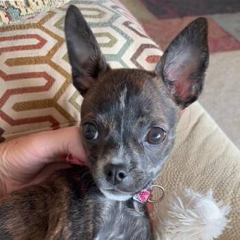 Angelina -  Chihuahua and Boston Terrier Dog for Adoption in Lenoir, North Carolina - Angelina | PetCurious