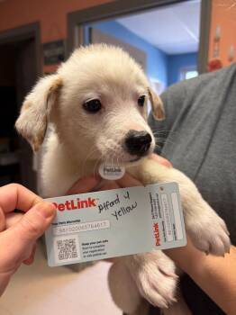 Alford 4 -  Great Pyrenees and Cattle Dog Dog for Adoption in Morgantown, Kentucky - Alford 4 | PetCurious