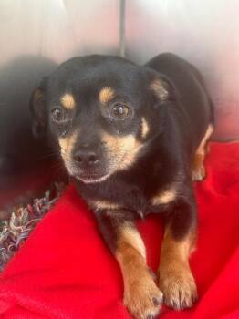 Chihuahua and Mixed Breed Dogs Available for Adoption - Cookie | PetCurious
