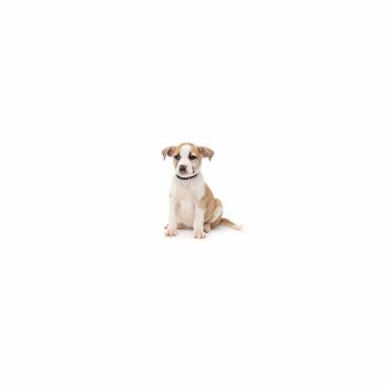 Cheerleader -  Mixed Breed Dog for Adoption in Los Angeles, California - Cheerleader | PetCurious