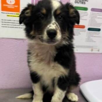 Australian Shepherd and Mixed Breed Dogs Available for Adoption in Tacoma, Washington - Smore | PetCurious