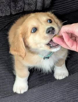 Chihuahua Dogs Available for Adoption in Albuquerque, New Mexico - Rocky Road - PUPPY | PetCurious