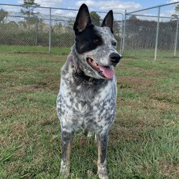 Australian Cattle Dog Blue Heeler and Mixed Breed Dogs Available for Adoption - Toby | PetCurious