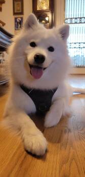 Samoyed Dogs Available for Adoption - Yuna | PetCurious