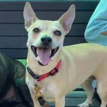 Mixed Breed Dogs Available for Adoption in Ithaca, New York - Dulcet | PetCurious