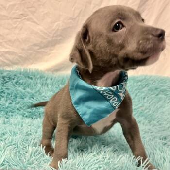Annabelle -  Mixed Breed Dog for Adoption in Canal Winchester, Ohio - Annabelle | PetCurious