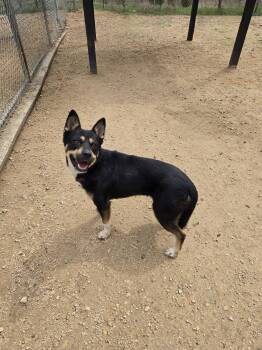 Shepherd Dogs Available for Adoption in Maquoketa, Iowa - Lady Liberty | PetCurious