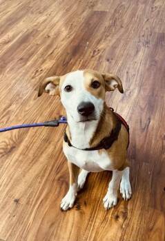 BabyJaneDoe -  Mixed Breed Dog for Adoption in Covington, Louisiana - BabyJaneDoe | PetCurious