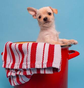 Norfolk Terrier and Chihuahua Dogs Available for Adoption in Palo Alto, California - Seafood: Corn On The Cob | PetCurious