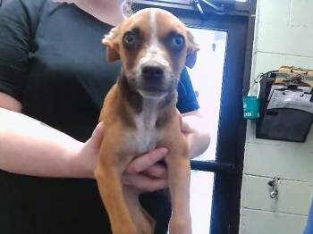 TOOTIE -  Australian Cattle Dog Blue Heeler and Mixed Breed Dog for Adoption in Tulsa, Oklahoma - TOOTIE | PetCurious