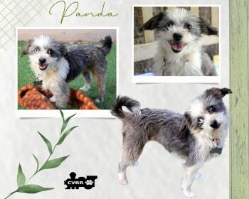 Panda -  Terrier Dog for Adoption in Lindsay, California - Panda | PetCurious