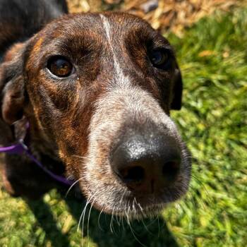 Hot Honey -  Mixed Breed Dog for Adoption in Wheeling, Illinois - Hot Honey | PetCurious