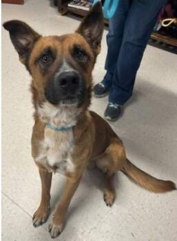 Rescue German Shepherd Dog and Mixed Breed Dogs for Adoption in Kansas City, Missouri - Hank | PetCurious