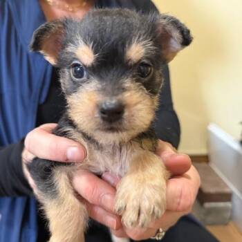 Border Terrier Dogs Available for Adoption - Snapper | PetCurious