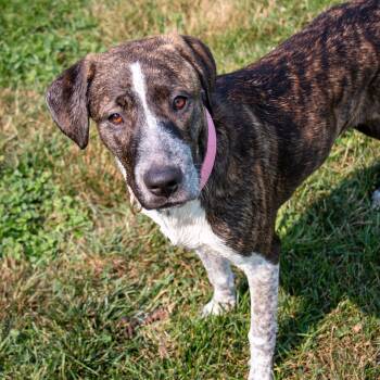 JayBird- Water Lover -  Catahoula Leopard Dog Dog for Adoption in Houston, Texas - JayBird- Water Lover | PetCurious