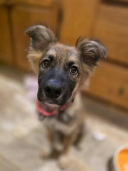 Bear -  Great Pyrenees and German Shepherd Dog Dog for Adoption in New London, Wisconsin - Bear | PetCurious