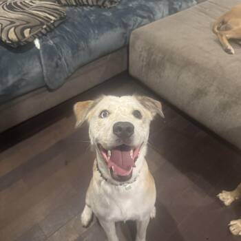 Rescue Australian Cattle Dog Blue Heeler and Australian Shepherd Dogs for Adoption - Cooper | PetCurious