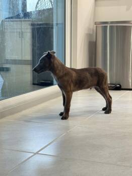Disney Dogs - Zero - Located in FL -  Belgian Shepherd Malinois Dog for Adoption in Imlay City, Michigan - Disney Dogs - Zero - Located In FL | PetCurious