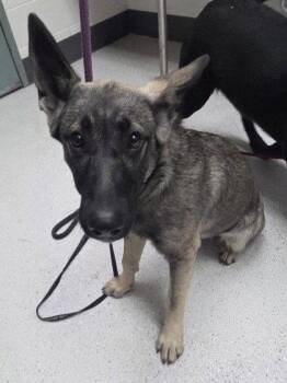 Isis -  German Shepherd Dog Dog for Adoption in Oakland, California - Isis | PetCurious