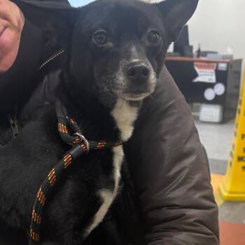 Chihuahua Dogs Available for Adoption - Piper | PetCurious