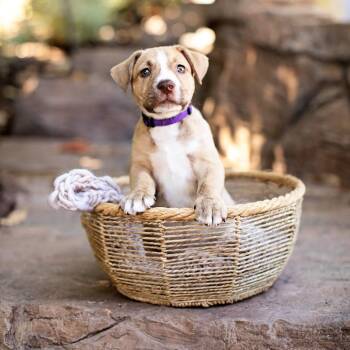 Clover - Costa Mesa Location *Available 7/11* -  American Bulldog and Cattle Dog Dog for Adoption in Chino Hills, California - Clover - Costa Mesa Location *Available 7/11* | PetCurious
