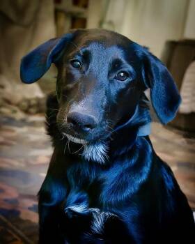 Sofia -  Golden Retriever and Mixed Breed Dog for Adoption in Larkfield-wikiup, California - Sofia | PetCurious