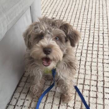 Kali -  Miniature Schnauzer Dog for Adoption in Atlanta, Georgia - Kali | PetCurious