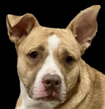 German Shepherd Dog and Pit Bull Terrier Dogs Available for Adoption in Shreveport, Louisiana - Sugar Pop | PetCurious