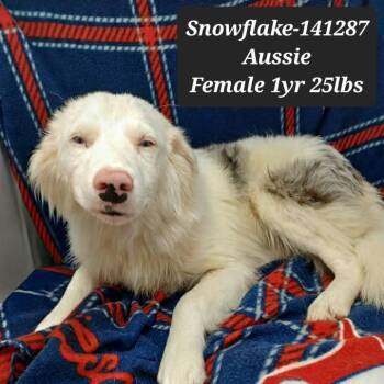Snowflake -  Australian Shepherd Dog for Adoption in New Tazewell, Tennessee - Snowflake | PetCurious