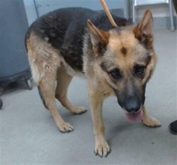 KING -  German Shepherd Dog Dog for Adoption in Salinas, California - KING | PetCurious