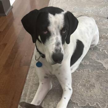 Sadie -  Hound Dog for Adoption in Columbia, South Carolina - Sadie | PetCurious