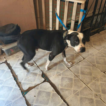 Rescue Terrier Dogs for Adoption in St. Louis, Missouri - Sir George | PetCurious