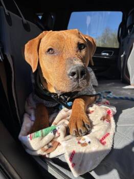 Labrador Retriever Dogs Available for Adoption - Bobby | PetCurious