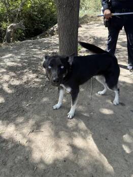 BENDER -  Siberian Husky Dog for Adoption in Stockton, California - BENDER | PetCurious