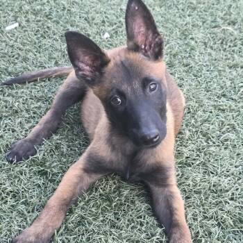 Probation DD -  Belgian Shepherd Malinois Dog for Adoption in Austin, Texas - Probation DD | PetCurious