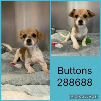 BUTTONS -  Mixed Breed Dog Available for Adoption in Macon, Georgia - BUTTONS | PetCurious
