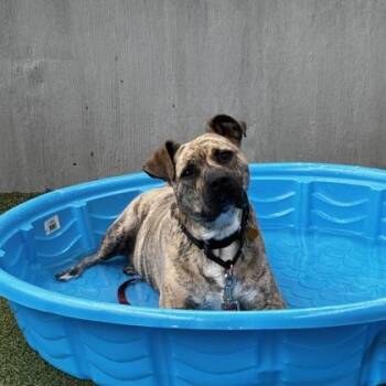 Gotti -  Mixed Breed Dog for Adoption in Merriam, Kansas - Gotti | PetCurious