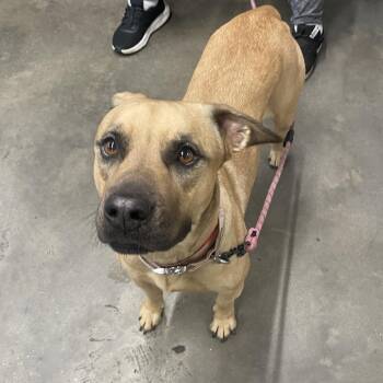 Rhodesian Ridgeback Dogs Available for Adoption in Tampa, Florida - Mulan | PetCurious