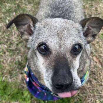 Lulu -  Mixed Breed Dog Available for Adoption in Gulfport, Mississippi - Lulu | PetCurious