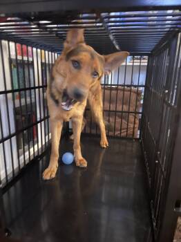 Twister 6566 -  German Shepherd Dog Dog for Adoption in Centreville, Virginia - Twister 6566 | PetCurious