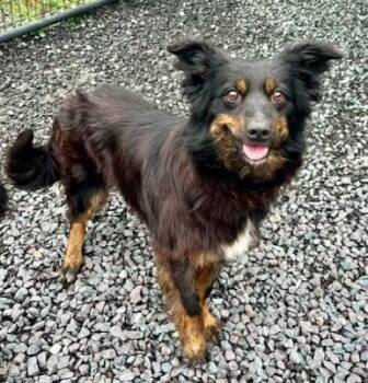 Australian Shepherd Dogs Available for Adoption in Mocksville, North Carolina - Fendi | PetCurious
