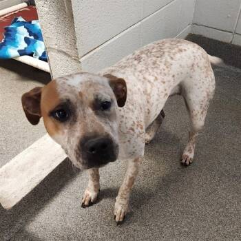 Rescue Pit Bull Terrier and Australian Cattle Dog Blue Heeler Dogs for Adoption - PEACH | PetCurious