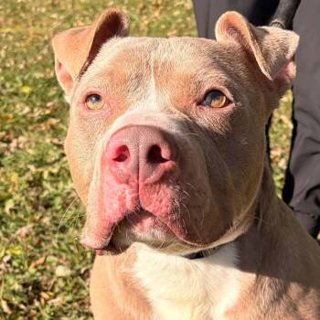 Stuart -  American Bully Dog for Adoption in Waterloo, Iowa - Stuart | PetCurious