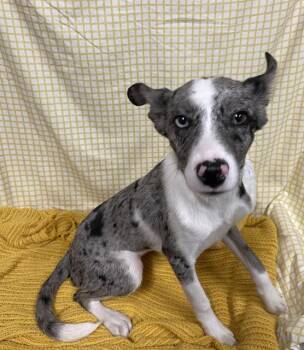 A611658 -  Australian Cattle Dog Blue Heeler and Mixed Breed Dog for Adoption in Modesto, California - A611658 | PetCurious