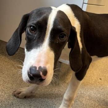 Phoenix -  Mixed Breed Dog for Adoption in Lansing, Michigan - Phoenix | PetCurious