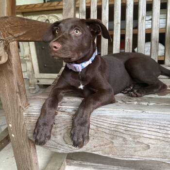 Blair -  Labrador Retriever Dog for Adoption in Rollingwood, Texas - Blair | PetCurious