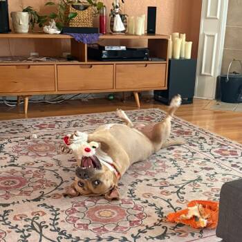Juniper -  American Staffordshire Terrier Dog for Adoption in Dallas, Texas - Juniper | PetCurious