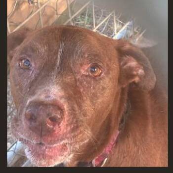 Spice -  Labrador Retriever and Cattle Dog Dog for Adoption in Austin, Texas - Spice | PetCurious